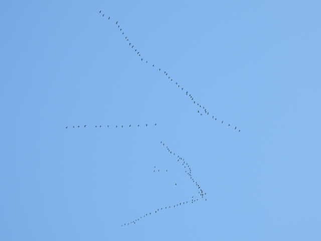 Canada Goose - ML642141588