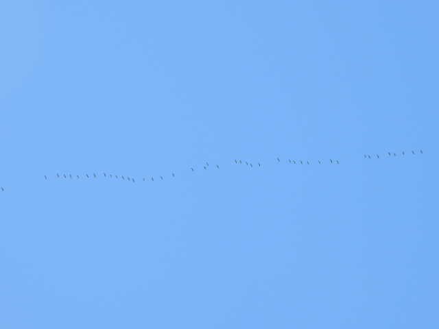 Canada Goose - ML642141591