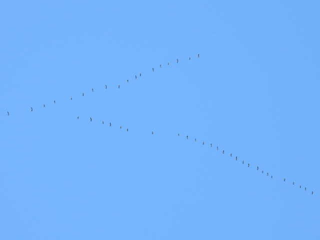 Canada Goose - ML642141594