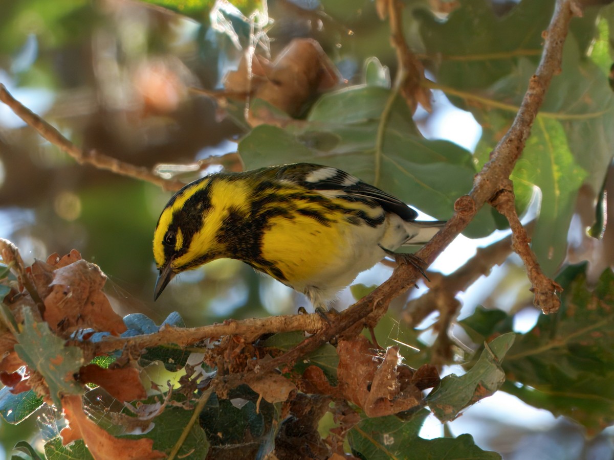 Townsend's Warbler - ML642141599