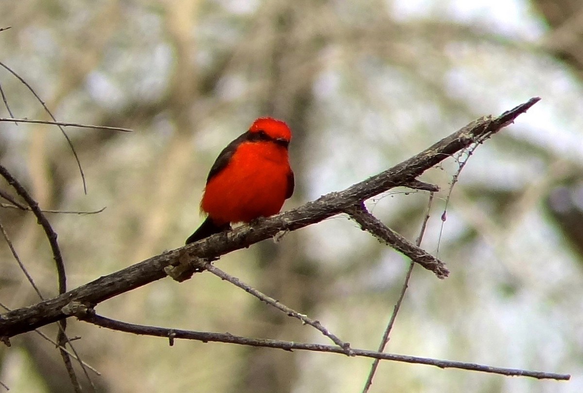 Vermilion Flycatcher - ML642141600