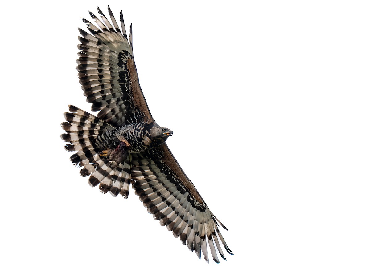 Crowned Eagle - ML642141624