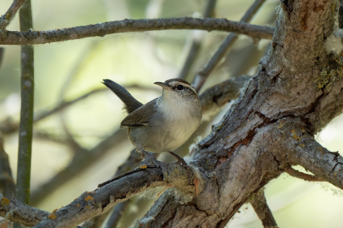 Bewick's Wren - ML642141627