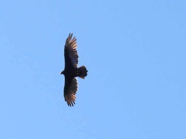 Turkey Vulture - ML642141628