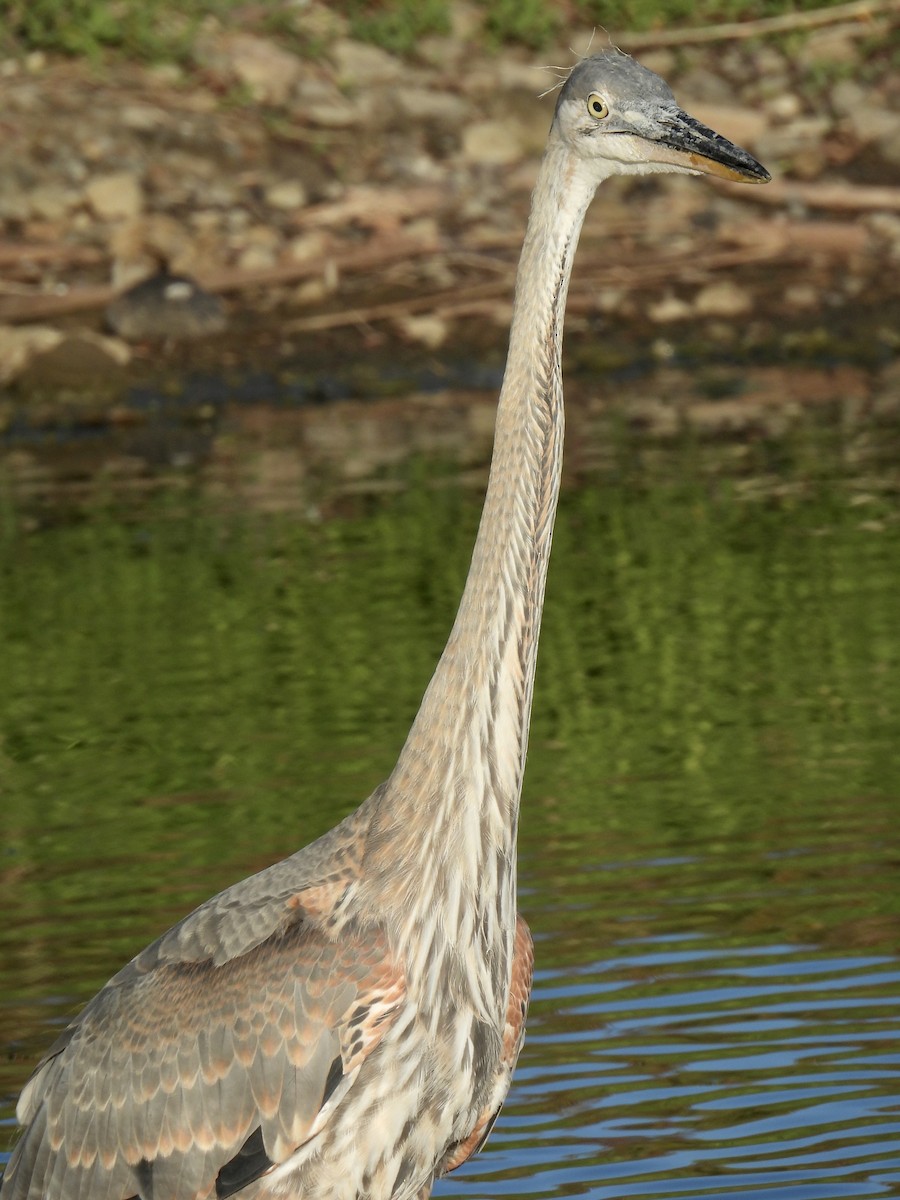 Great Blue Heron - ML642141648
