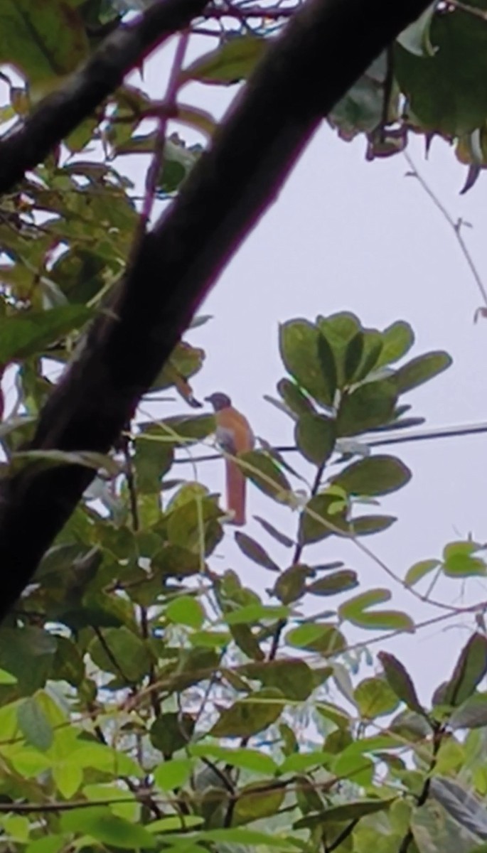 Malabar Trogon - ML642141652