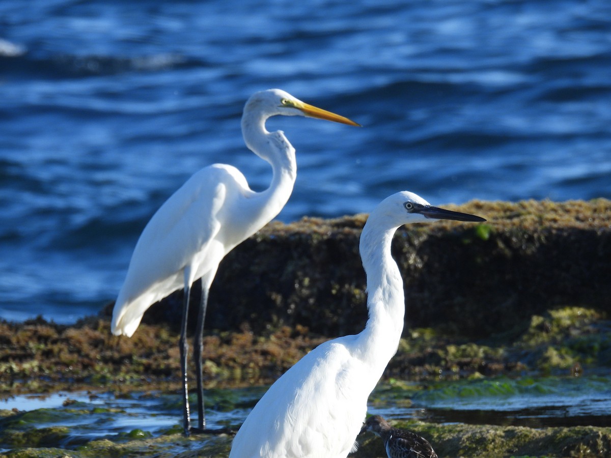 Great Egret - ML642141663