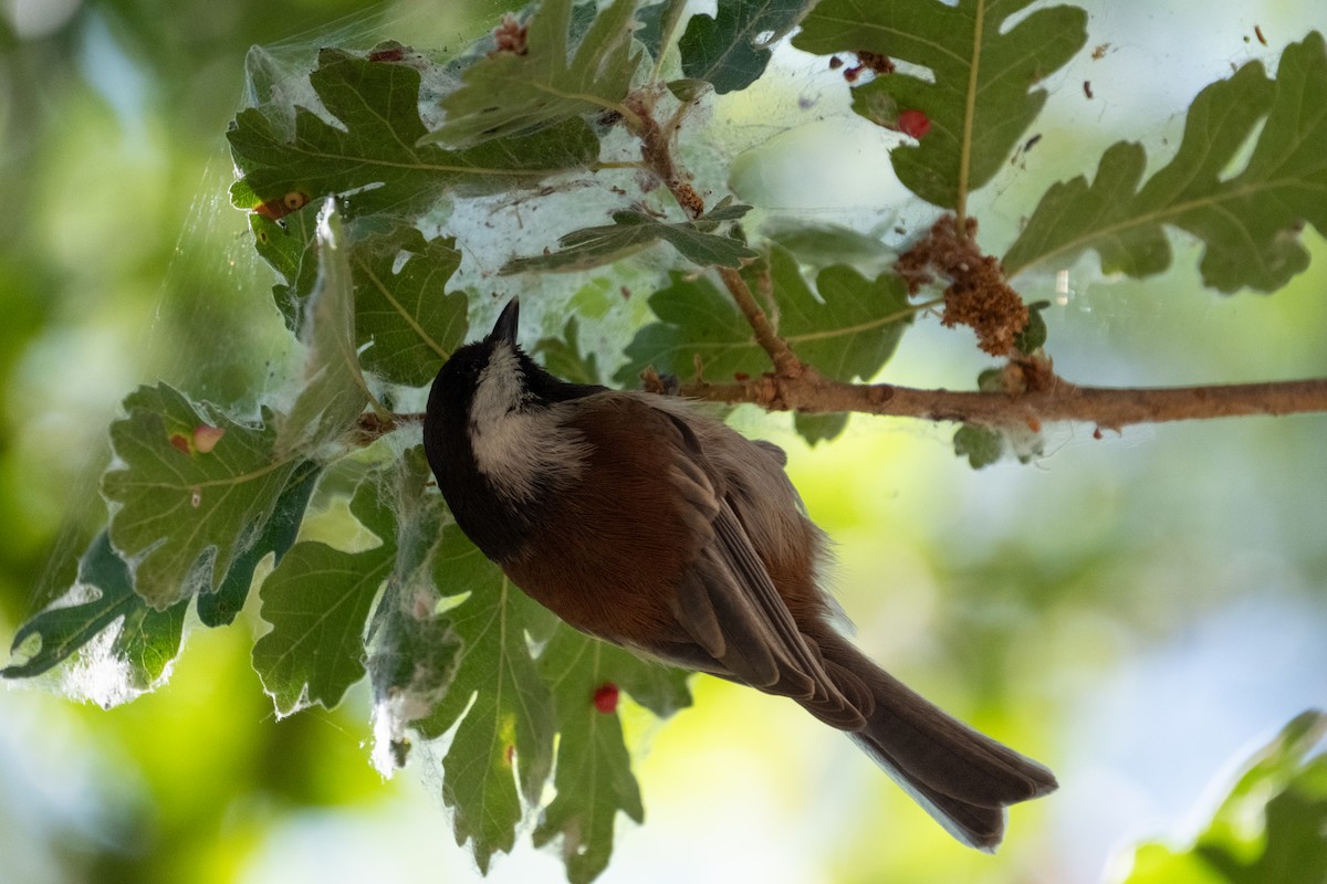 Chestnut-backed Chickadee - ML642141664