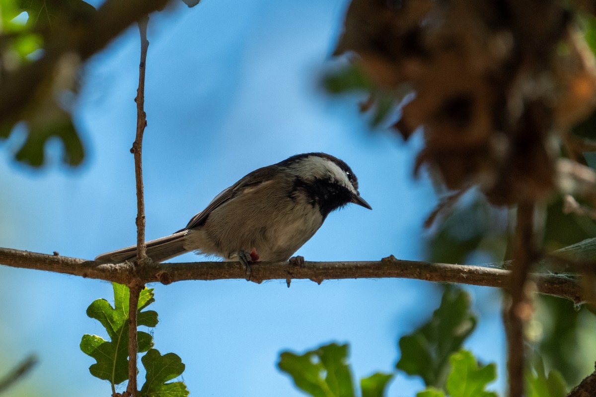Chestnut-backed Chickadee - ML642141665