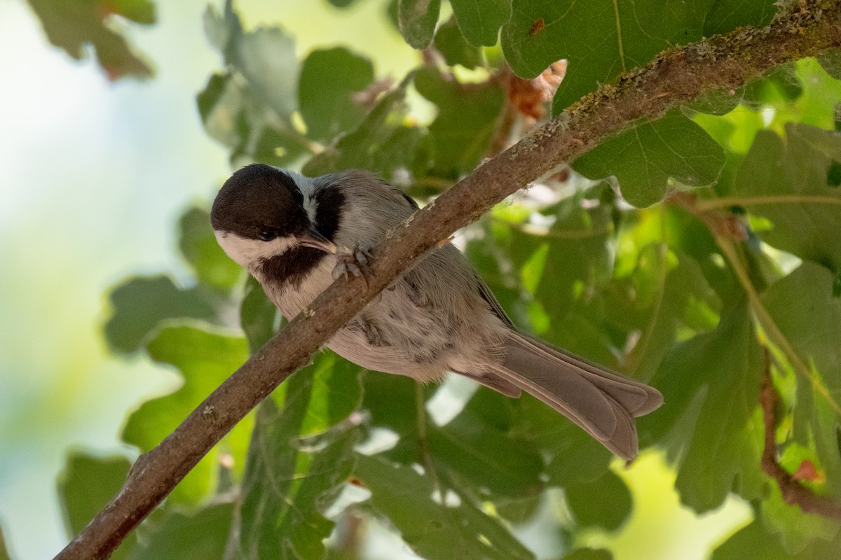 Chestnut-backed Chickadee - ML642141667