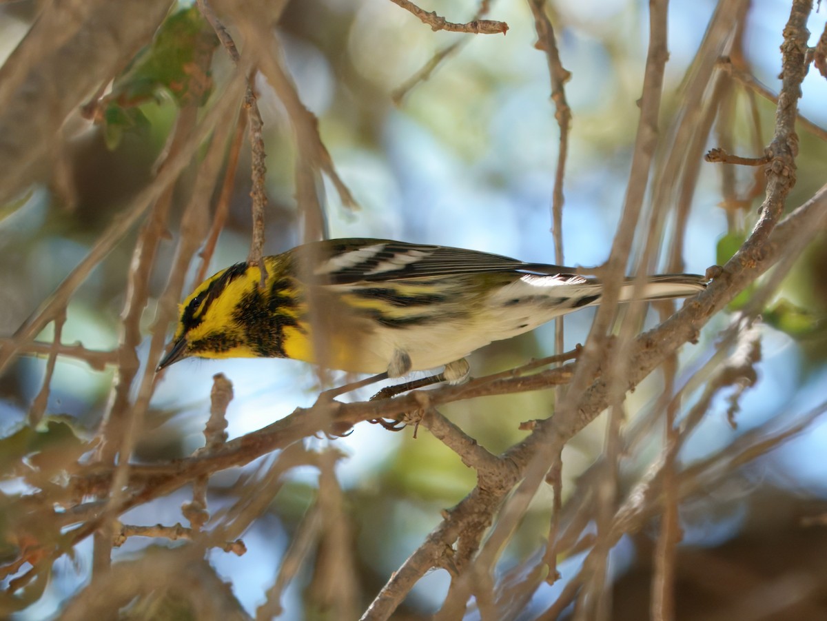 Townsend's Warbler - ML642141668