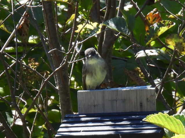 Eastern Phoebe - ML642141678