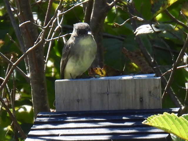 Eastern Phoebe - ML642141679