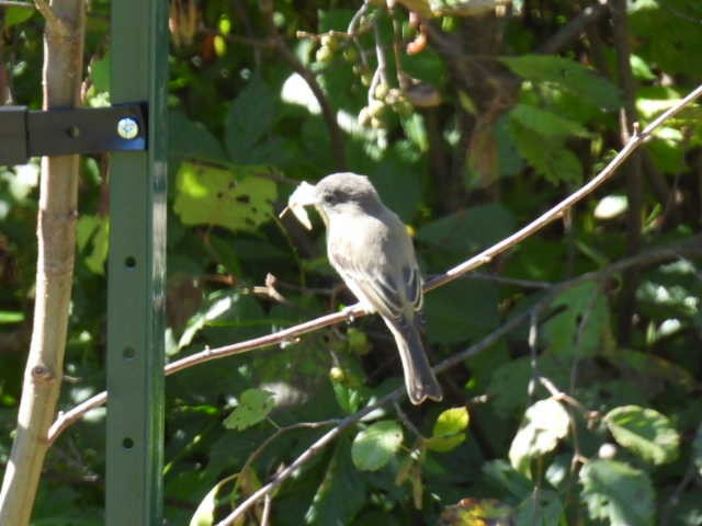 Eastern Phoebe - ML642141680