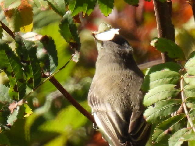 Eastern Phoebe - ML642141682