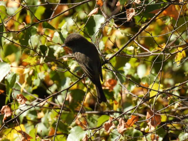 Eastern Phoebe - ML642141683