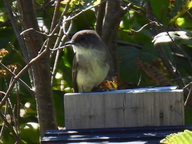 Eastern Phoebe - ML642141684