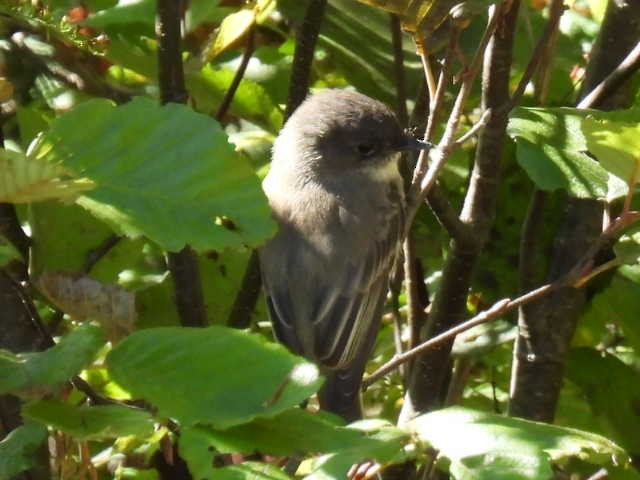 Eastern Phoebe - ML642141685