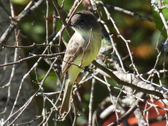 Eastern Phoebe - ML642141686