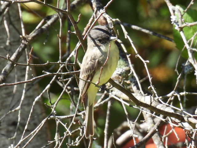 Eastern Phoebe - ML642141687