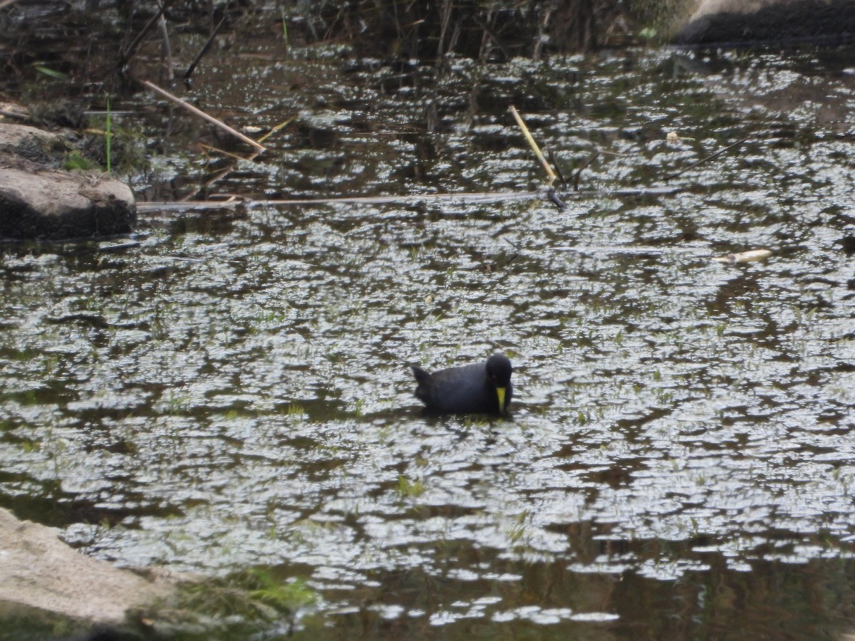 Black Crake - ML642141689