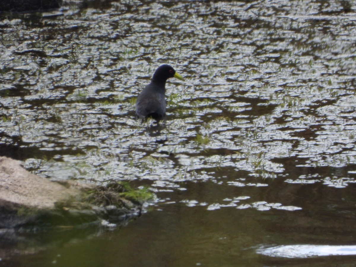 Black Crake - ML642141690