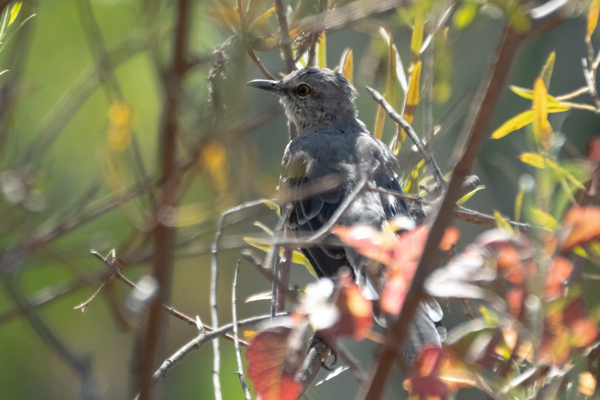 Northern Mockingbird - ML642141693