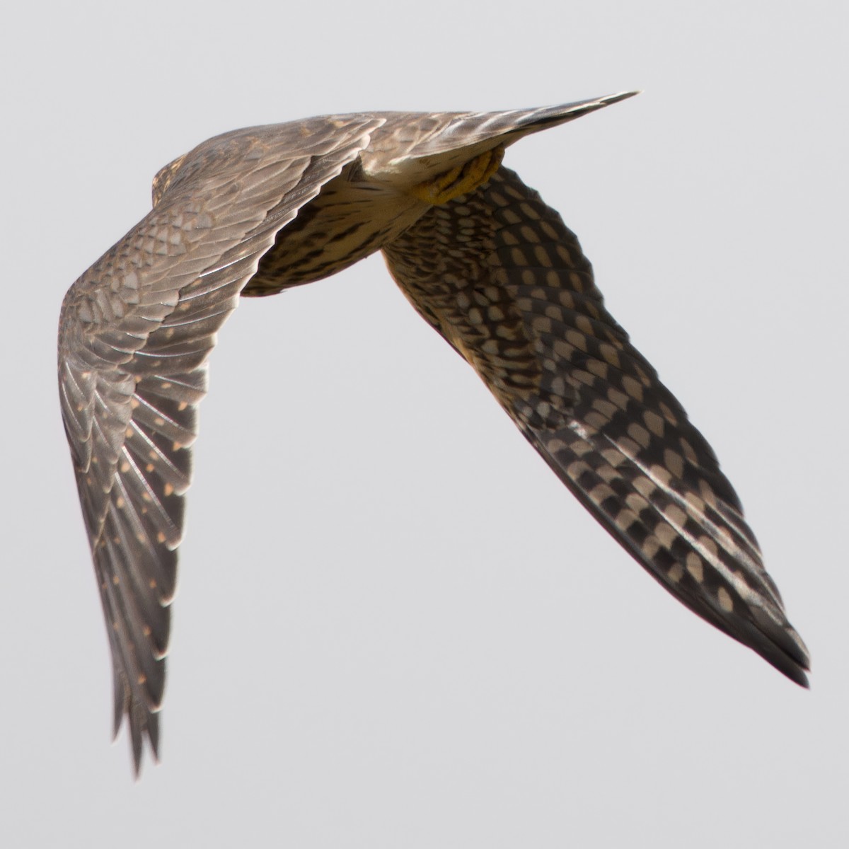 Merlin - ML642141694