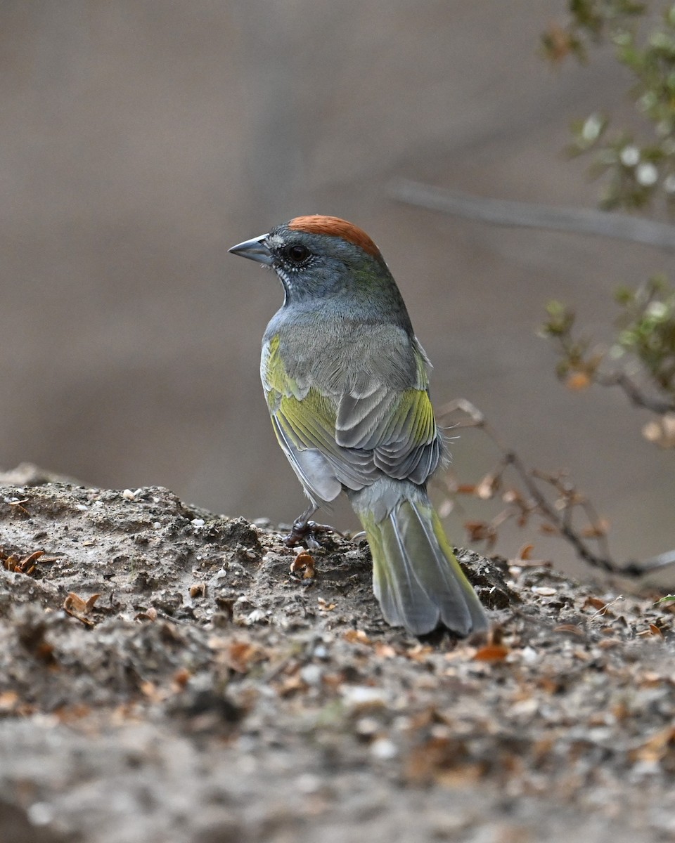 Green-tailed Towhee - ML642141697