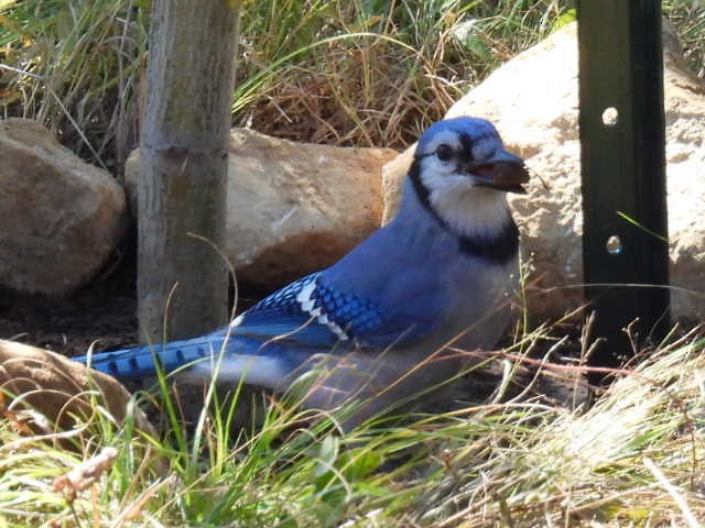Blue Jay - ML642141698
