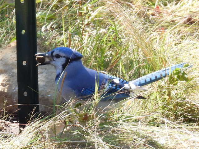 Blue Jay - ML642141699