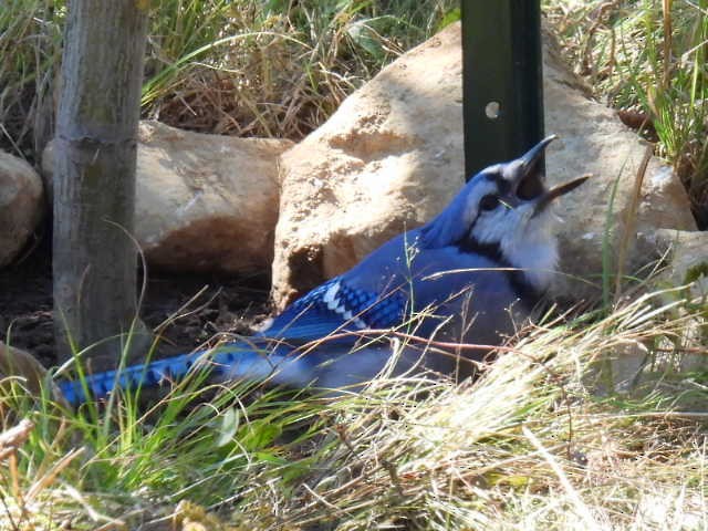 Blue Jay - ML642141700