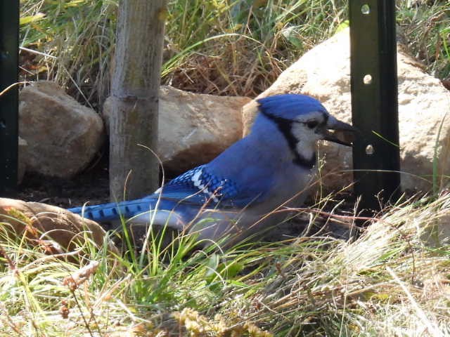 Blue Jay - ML642141702