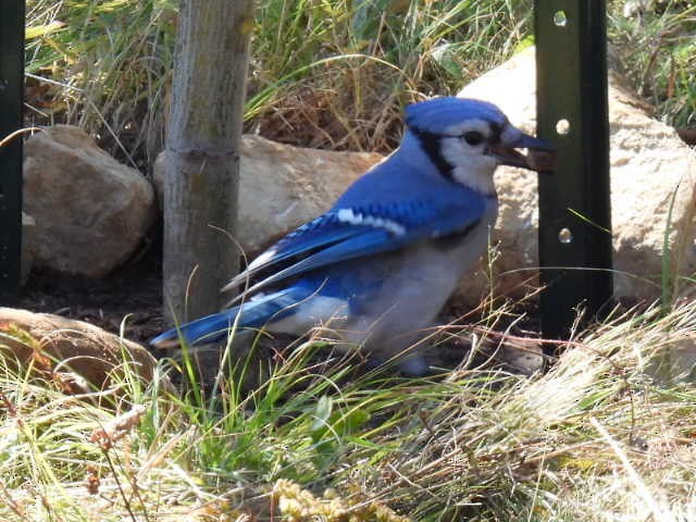 Blue Jay - ML642141703