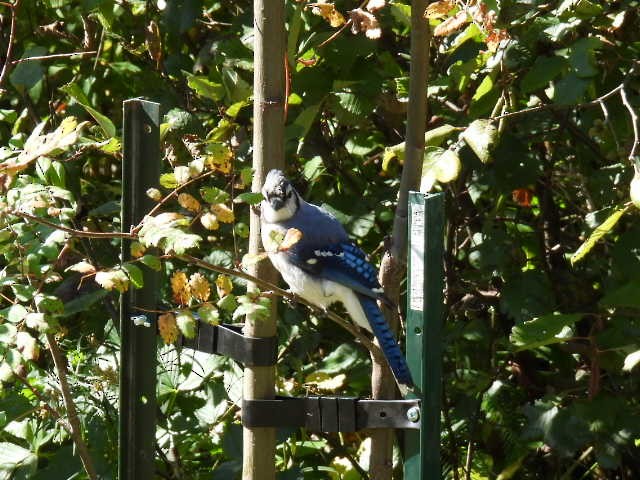 Blue Jay - ML642141704