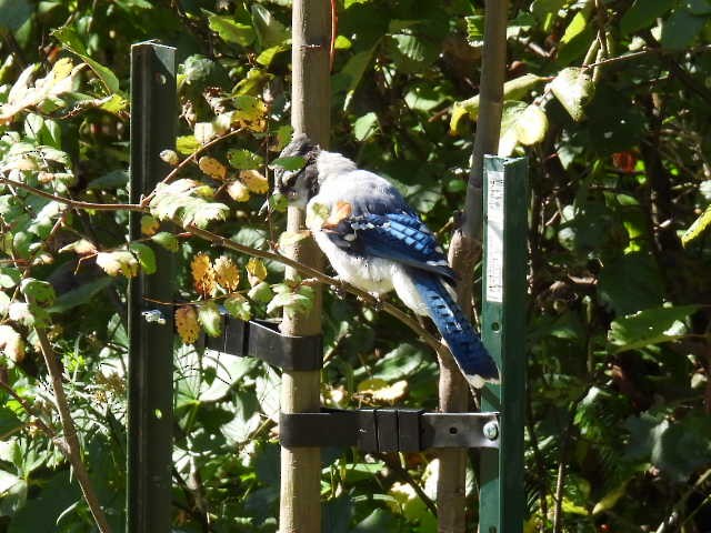 Blue Jay - ML642141705