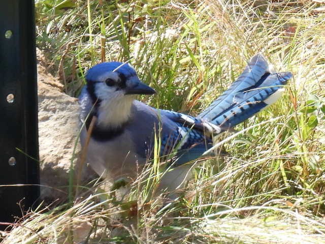Blue Jay - ML642141706