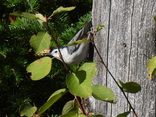 Sittelle à poitrine blanche - ML642141722