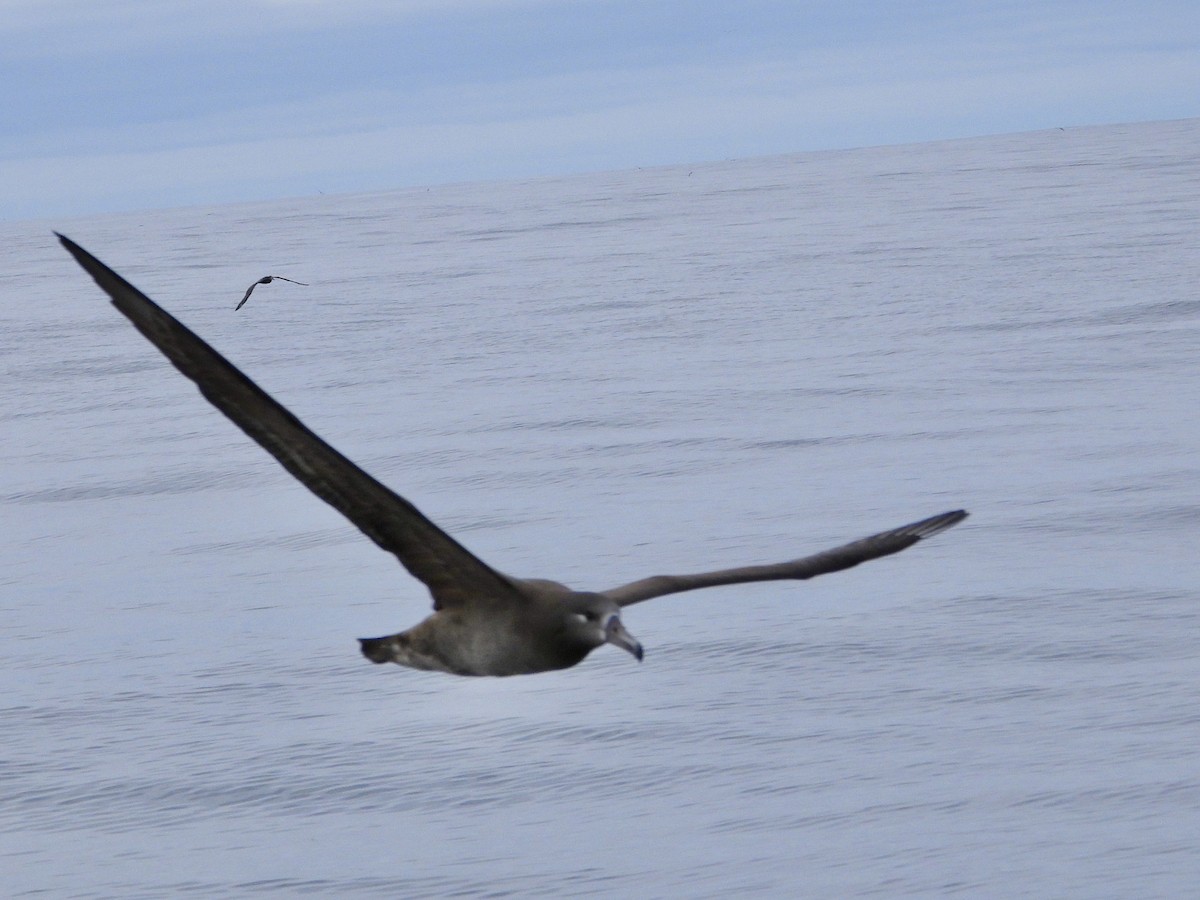 albatros černonohý - ML642141725