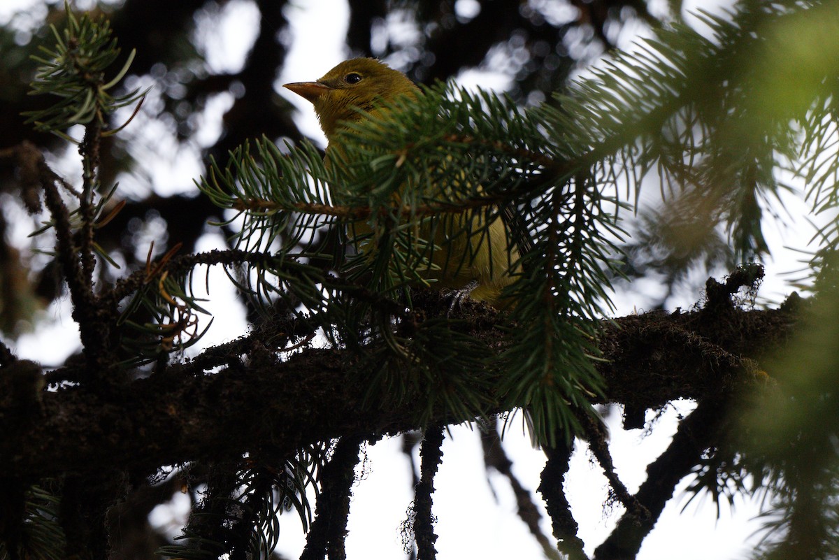 Western Tanager - ML642141726