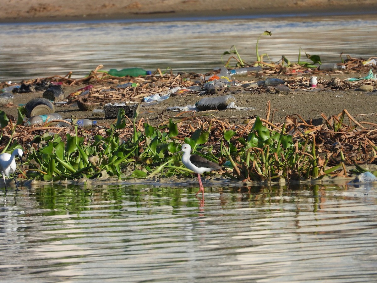 Black-winged Stilt - ML642141732
