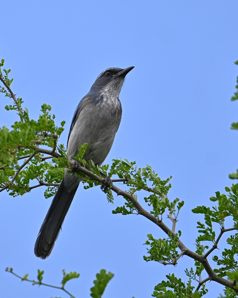 Woodhouse's Scrub-Jay (Woodhouse's) - ML642141735