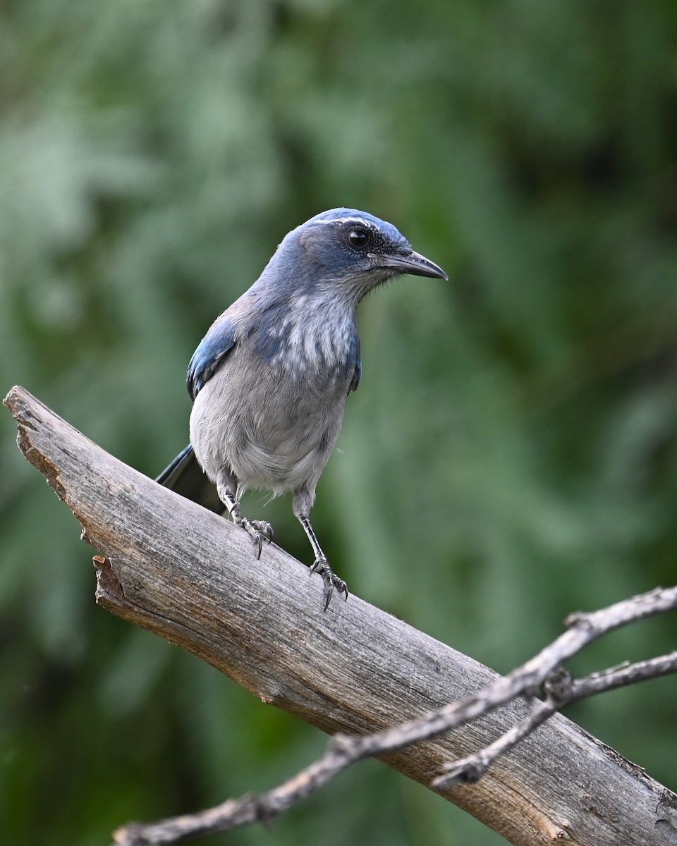 Woodhouse's Scrub-Jay (Woodhouse's) - ML642141737