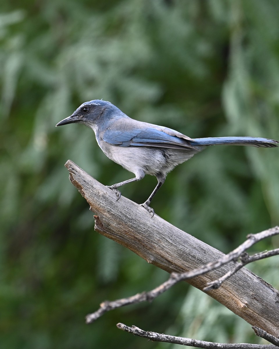 Woodhouse's Scrub-Jay (Woodhouse's) - ML642141738