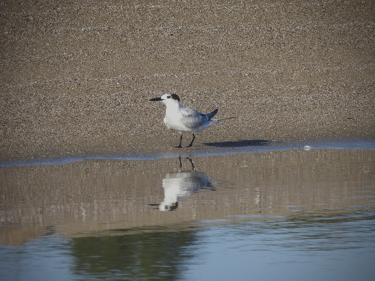 Sandwich Tern - ML642141739