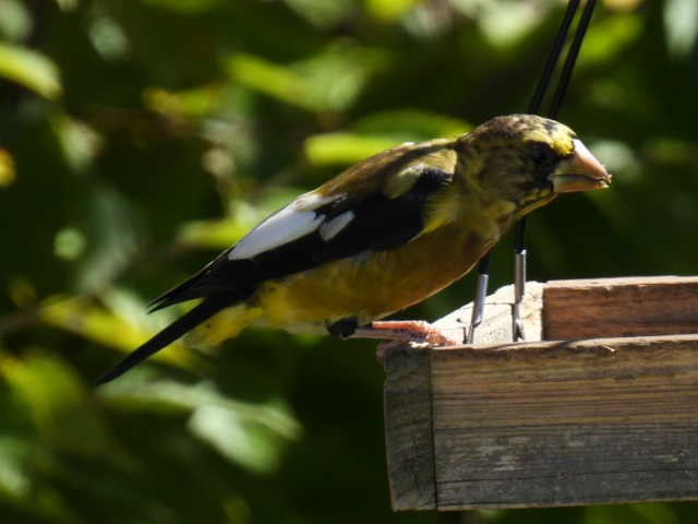 Evening Grosbeak - ML642141740