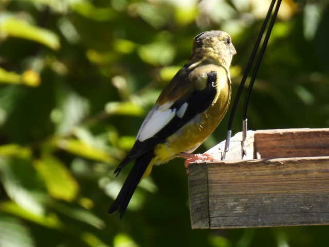 Evening Grosbeak - ML642141742