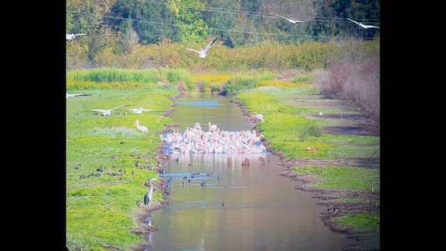 American White Pelican - ML642141750
