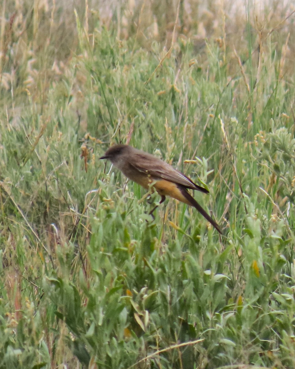 Say's Phoebe - ML642141757