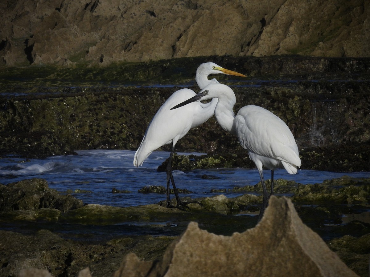 Great Egret - ML642141770